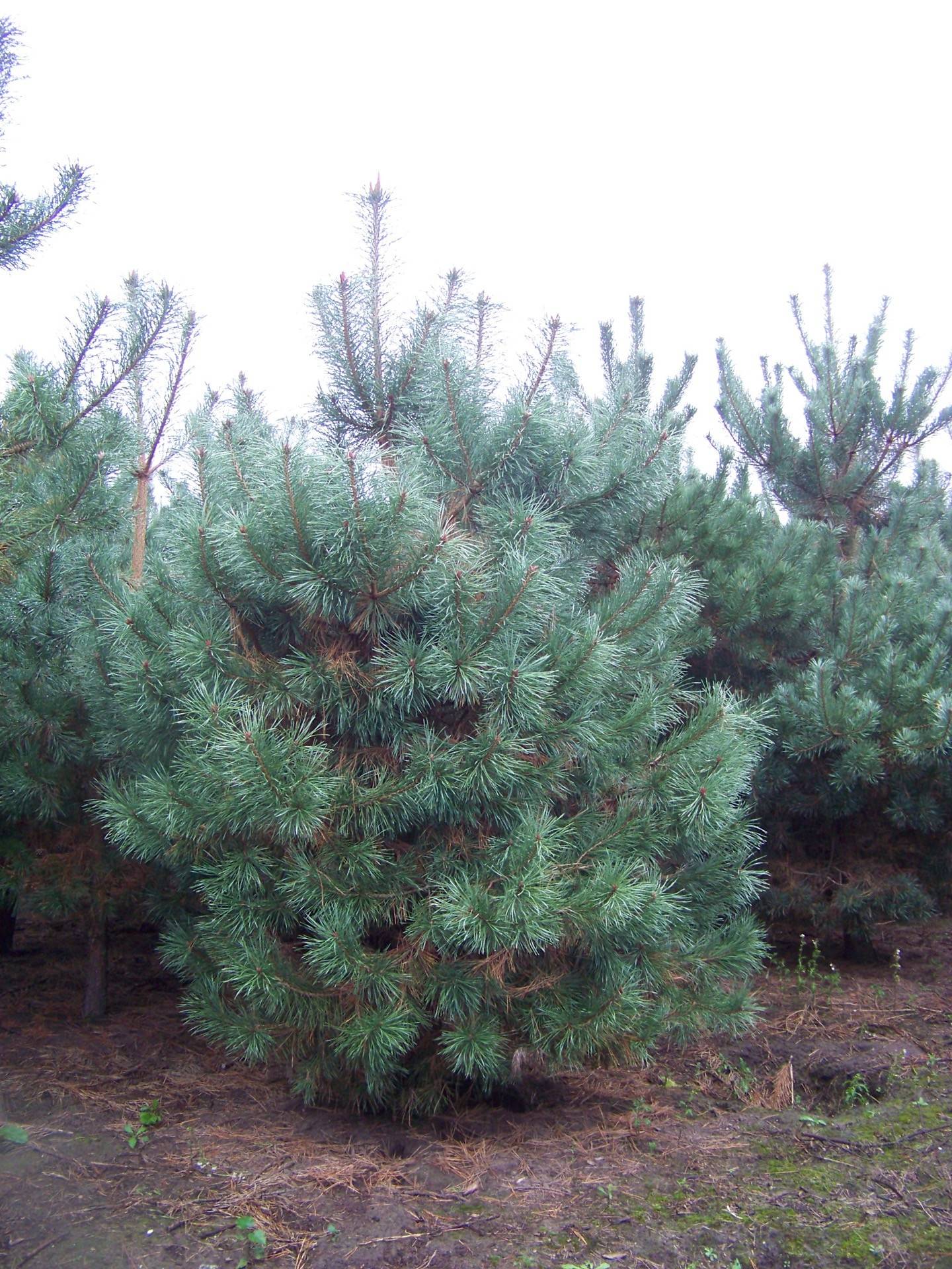 Pinus sylvestris_09